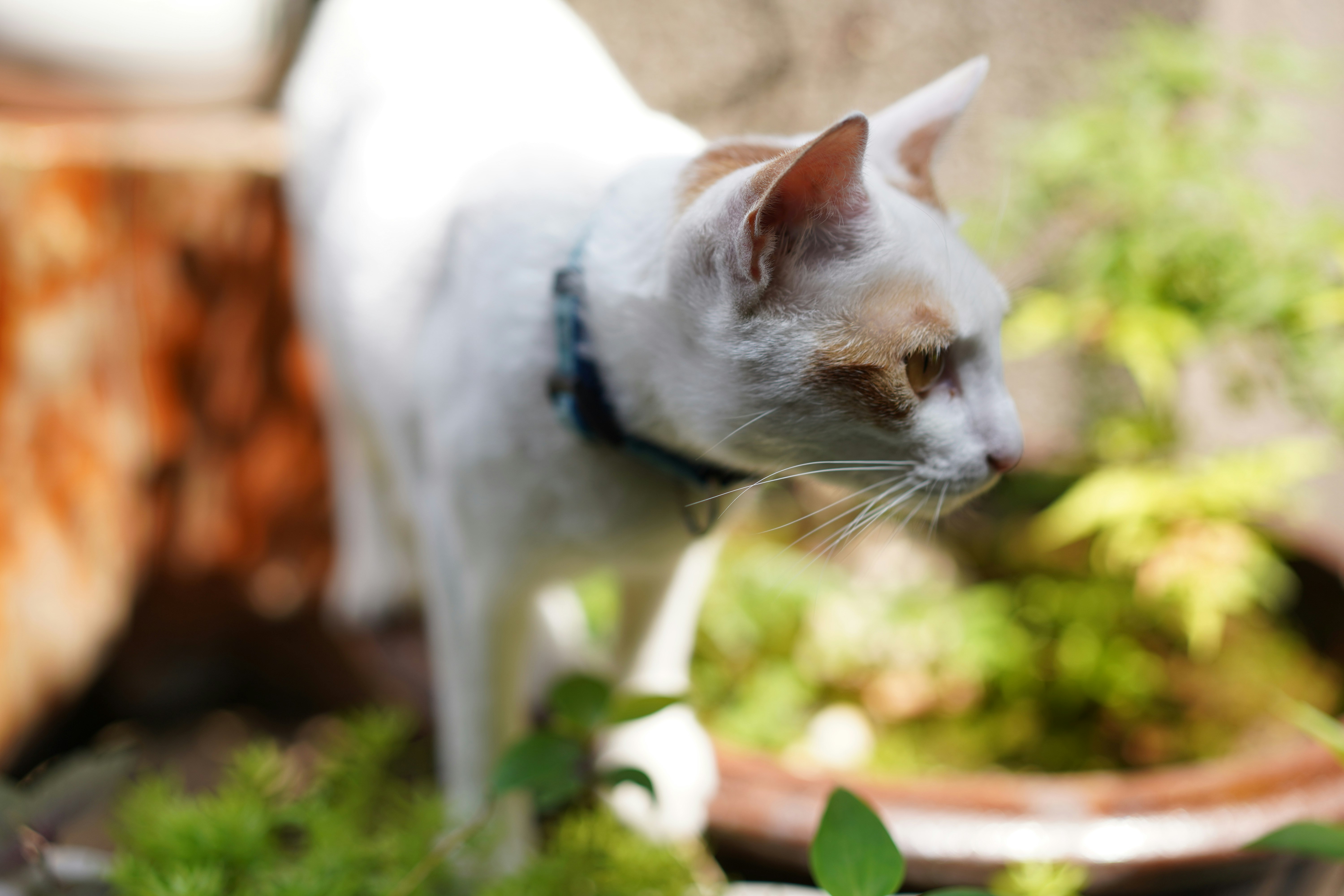 white coated cat